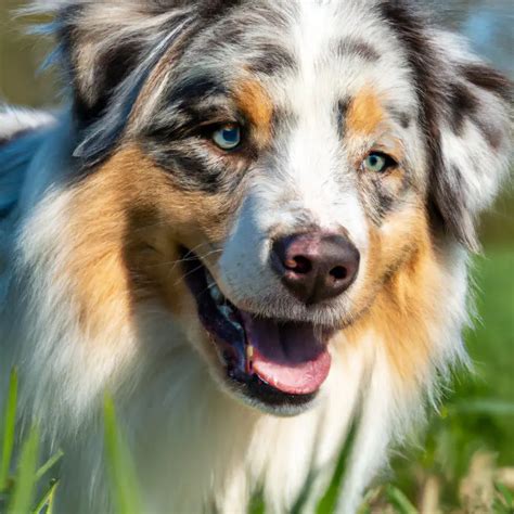 What Are Some Common Training Challenges With Australian Shepherds ...