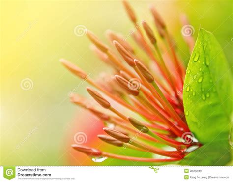 Red flower stamen close up stock image. Image of pistil - 20295949