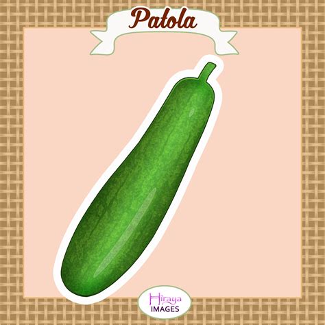 Patola - Sponge Gourd Digital Illustration