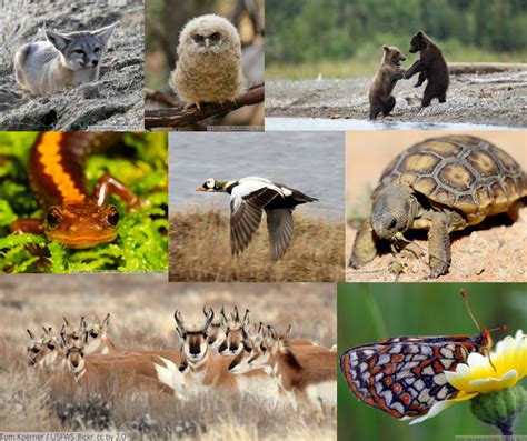 Endangered Animals Collage