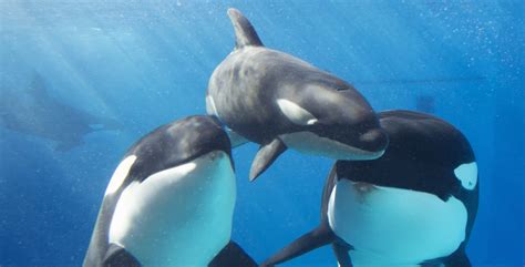 Inside Look returns to SeaWorld San Diego with focus on baby animals