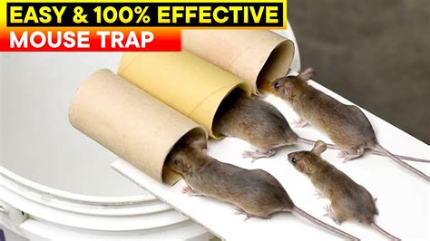 Best and Easy Mouse Trap Bucket | Rat Trap Homemade | DIY Mouse Trap ...