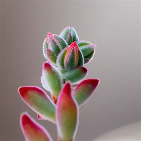 Eight Colorful Succulents