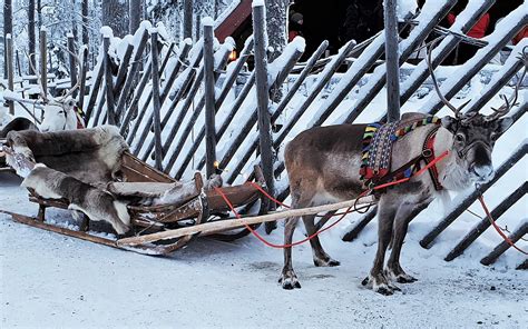 Lapland Reindeer Snow - Free photo on Pixabay