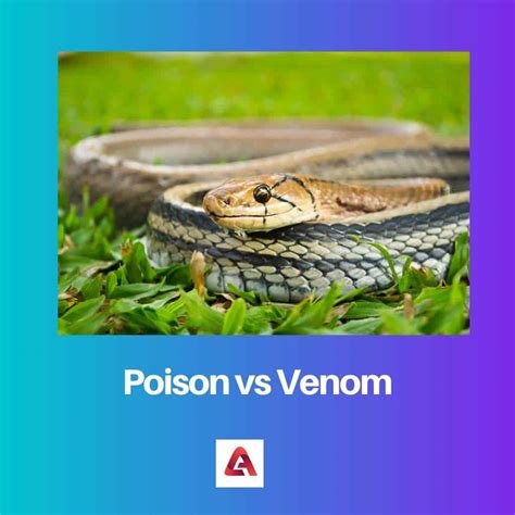 Poison vs Venom: Difference and Comparison