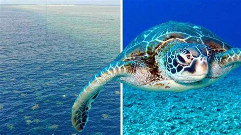 Watch 64,000 Turtles Migrating Near the Great Barrier Reef