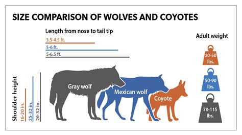 Size comparison of wolves and coyotes | FWS.gov