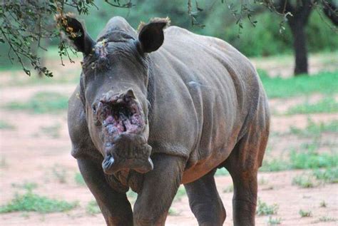 Rhino Attacked By Poachers Survives Dehorning - The Dodo