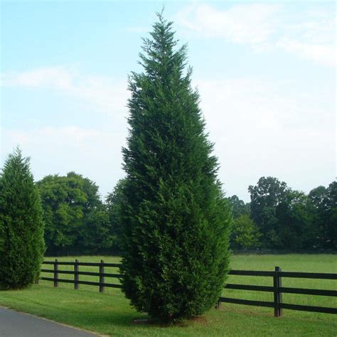 Leyland Cypress Evergreen Trees for Sale | BrighterBlooms.com