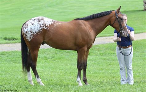 A Field Guide to Appaloosa Coat Patterns - Horse Illustrated in 2024 ...