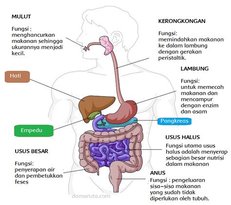 Apa yang dimaksud sistem pencernaan manusia