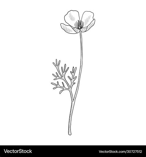 Drawing californian poppy Royalty Free Vector Image