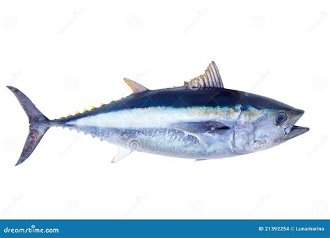 Bluefin Tuna Thunnus Thynnus Saltwater Fish Stock Photo - Image of ...