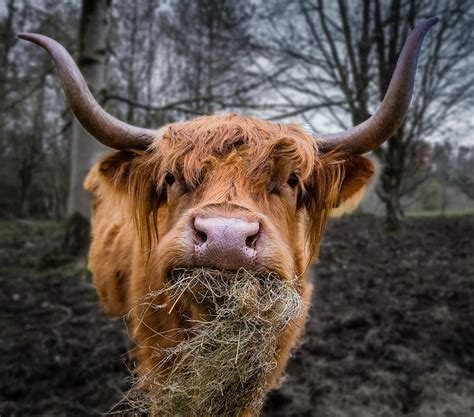 Cute Baby Cow - Highland Cow Photography