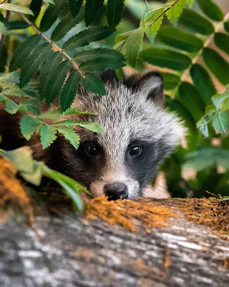 Photographer Captures Enchanting Photos of Finland’s Forest Animals