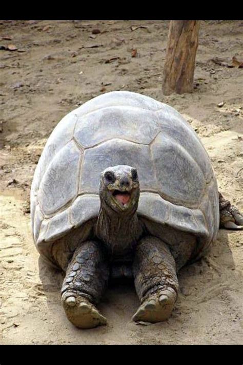 Smiling turtle | Cute!! | Pinterest | Happy, Turtles and Happy turtle