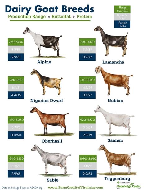 Dairy Goat Breeds Chart : r/DairyGoats