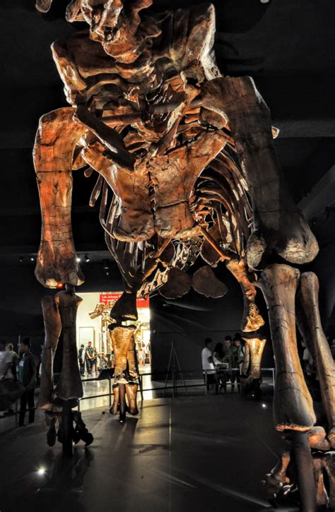 The Biggest Dinosaur Ever: What We Know About Patagotitan | IBTimes