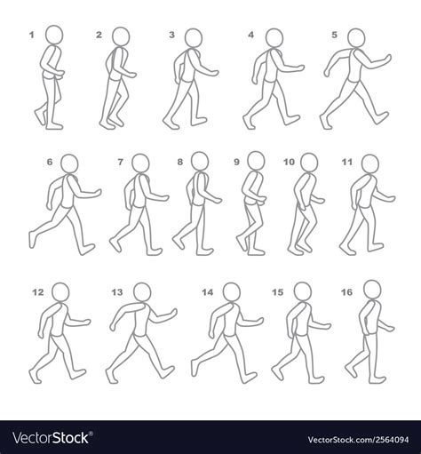 Phases of step movements man in walking sequence Vector Image