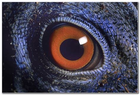 Macro photography of Animal Eyes - Gallery | eBaum's World