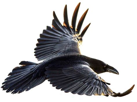 Flying American Crow PNG Image gratuite - PNG All