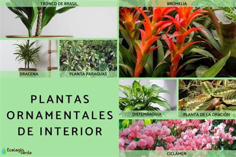 Total 97+ imagen modelo de proyecto de plantas ornamentales - Abzlocal.mx