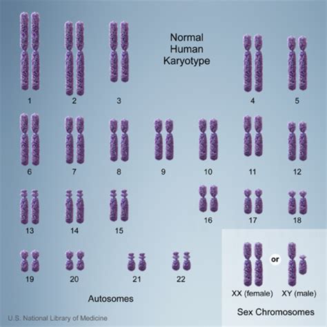 Chromosomes In A Human Cell