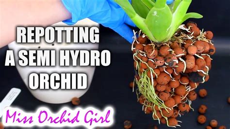 How to repot Orchids into a larger semi hydroponic pot | Hydroponics ...