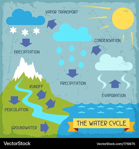 Water cycle poster with nature infographics Vector Image