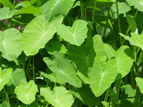 Taro Leaves: Health Benefits & Nutrition Facts | Organic Facts