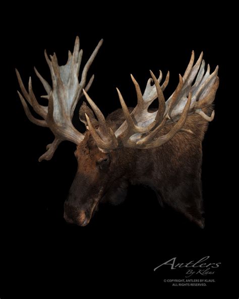 SCI World Record Non-Typical Moose – Antlers by Klaus