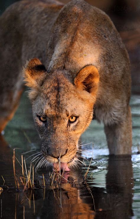 "Lioness - Queen Of The Jungle" by Stocksy Contributor "Yasir Nisar ...