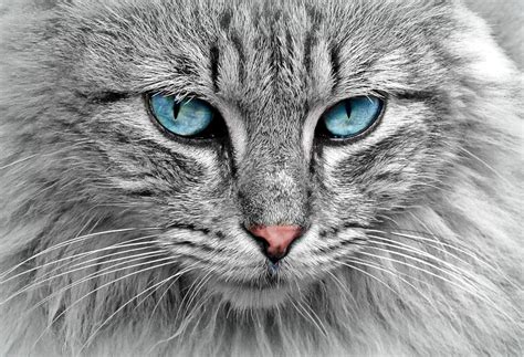 Grey cat with blue eyes Photograph by Top Wallpapers