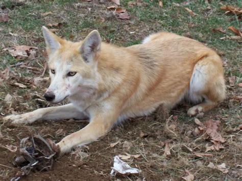 Coydog | Coyote Dog Mix ~ Behavaiour, Info, Sound, Pictures