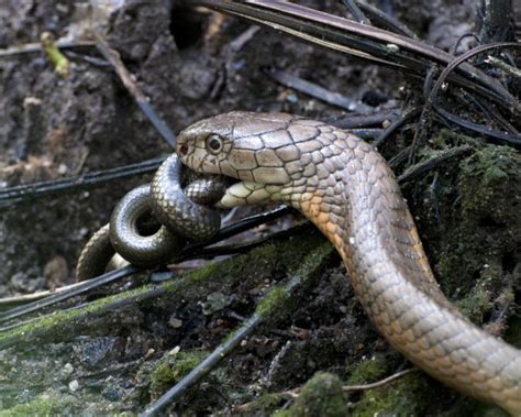 king cobra eating another snake – Most Venomous Snake