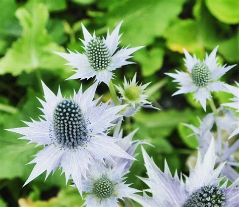 Sea Holly Plant Care Where To Plant And How To Grow, 48% OFF