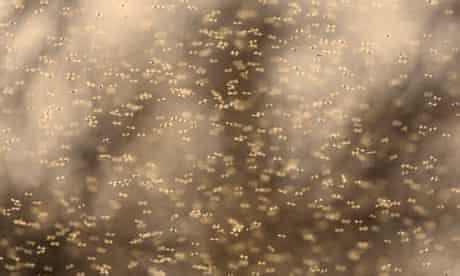 How to beat the midges this summer | Health & wellbeing | The Guardian