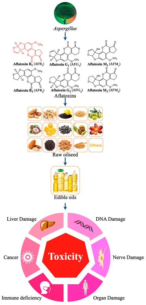 Importance of Aflatoxins | Encyclopedia MDPI