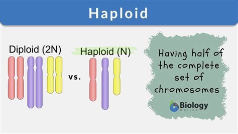 Haploid - Definition and Examples - Biology Online Dictionary