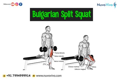 Squat Muscles Worked Diagram