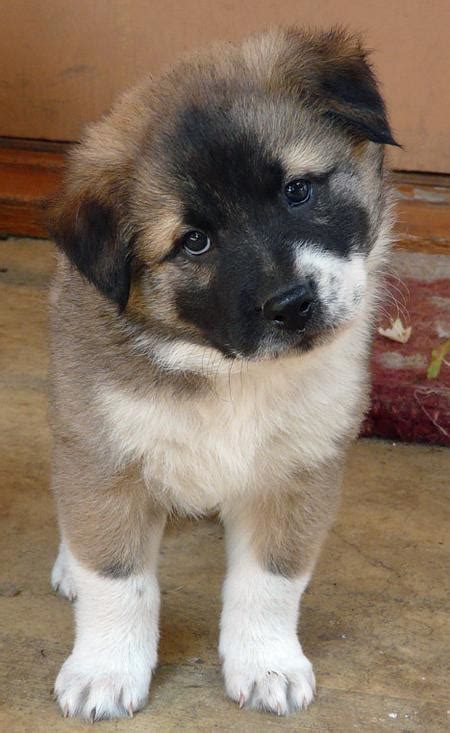 Akita Shepherd (Akita x German Shepherd Mix), Temperament, Puppies ...