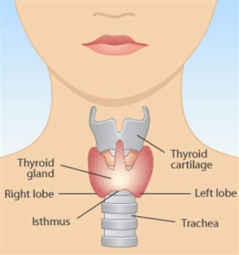 All About the Thyroid: Hypothyroid - Mary Vance, NC