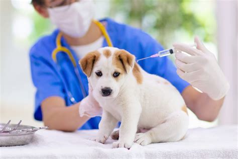 World Rabies Day: Keep Your Pet Safe | Pawstro