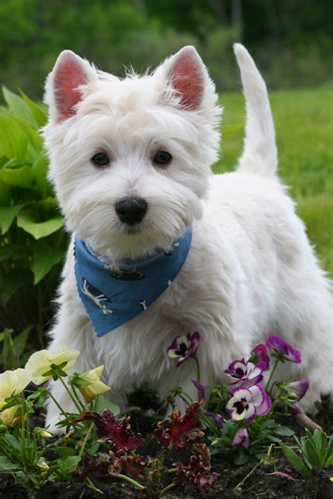 5 Most Hidden Facts About Westie Puppies ... [Exclusive] | Pouted.com