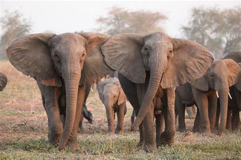 Under poaching pressure, elephants are evolving to lose their tusks ...