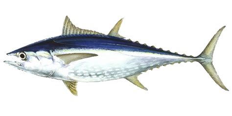 Longtail Tuna, Where to catch Longtail Tuna - Fishing Spots