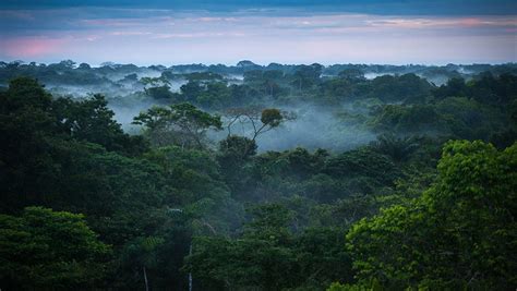 Amazon Rainforest When to Go - Rainy Season, Weather, Wildlife, Advice