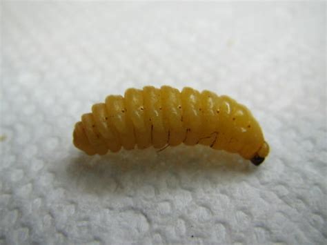 Larva of Carpenter Bee, Xylocopa virginica - Xylocopa virginica ...