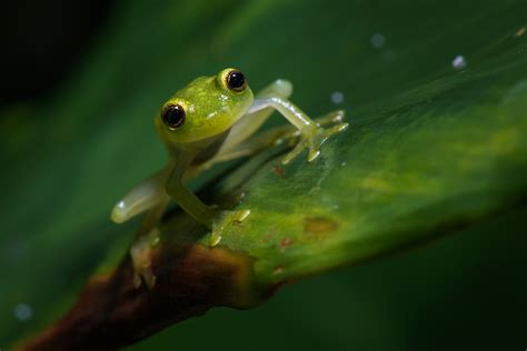 Glass Frog | Sean Crane Photography