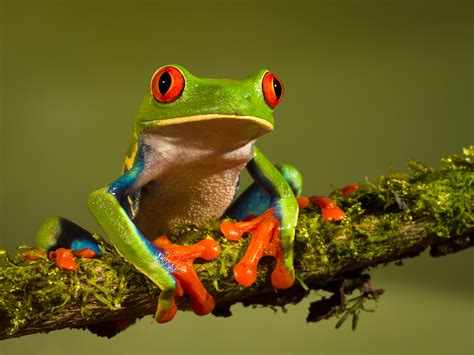 The Red-Eyed Tree Frog | 10 World's Most Amazing Frogs!